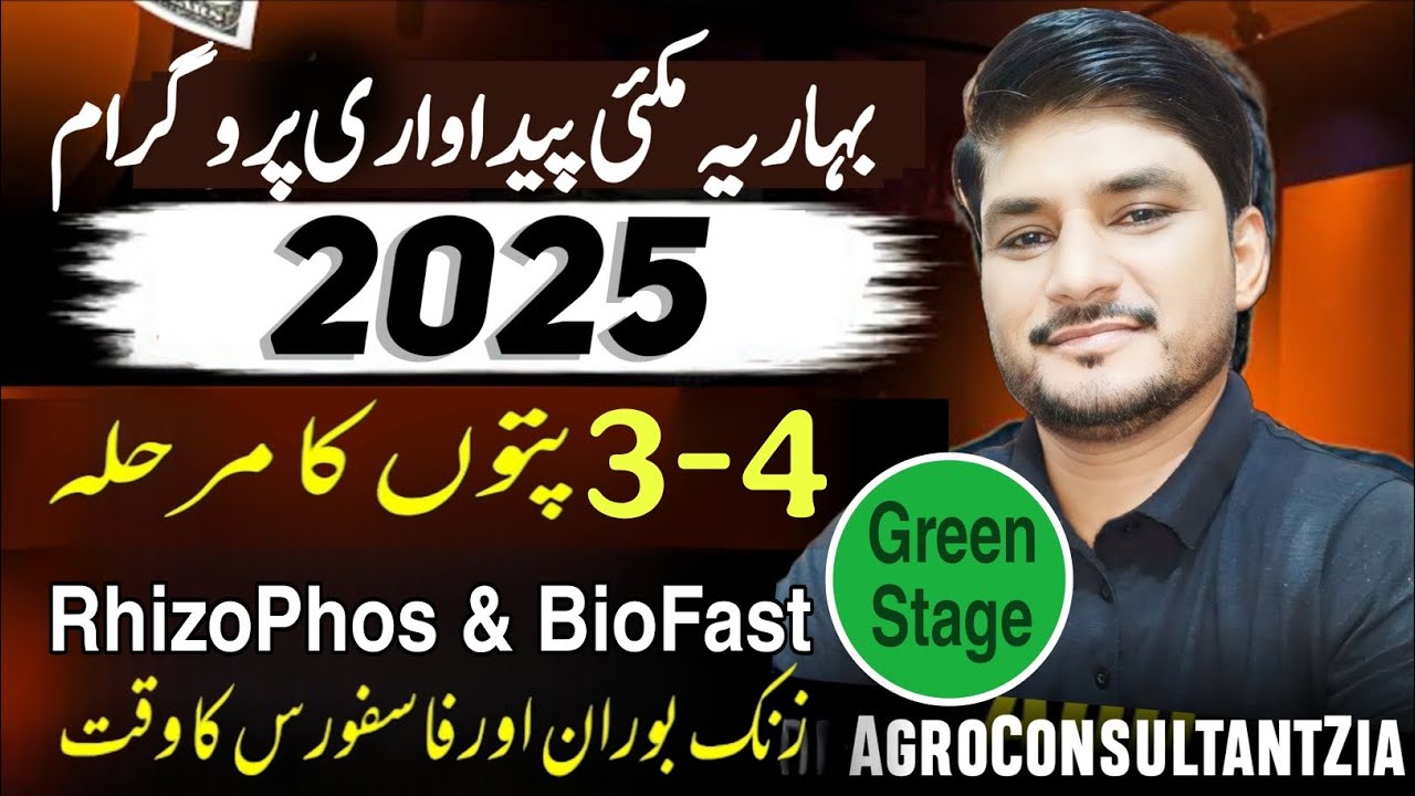 latest-maize-production-technology-fertilizer-plan-biofertilizer