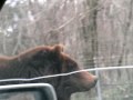 shizuoka safari park oso grizzly