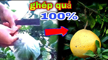 kỹ thuật ghép quả bưởi đơn giản-hiệu quả 100%/ghép chia đều vòng tán-tăng năng xuất sản lượng