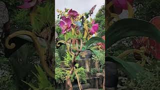 Butterfly Park, Kemenuh Gianyar Bali