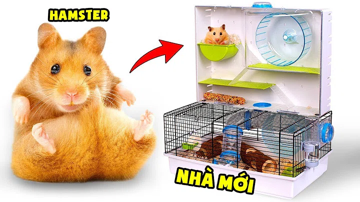NGÔI NHÀ ĐẦU TIÊN CỦA HAMSTER | THE FIRST HOUSE OF MY HAMSTER | Chuột Hamster