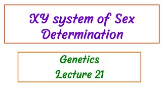 XY system of Sex determination / Genetics Lecture 21