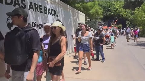 Giant pandas make their public debut at the San Diego Zoo