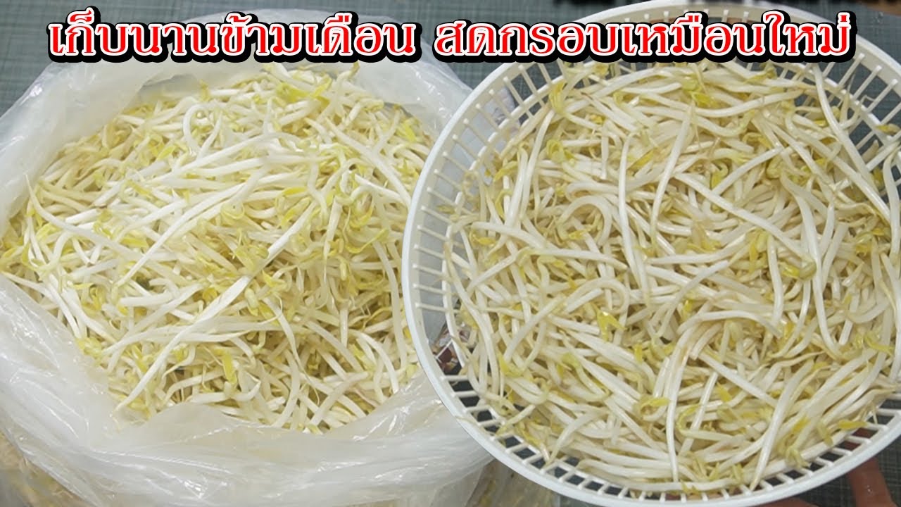 2 วิธีเก็บถั่วงอก เก็บได้นานนานข้ามเดือน สดกรอบเหมือนใหม่ ไม่ต้องแช่เย็น Asia Food Secrets