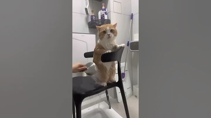 Video 11834241: cat bath shower, cat bathing animation