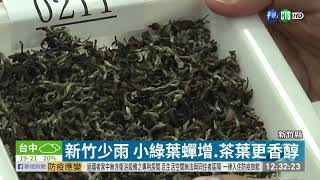 新竹少雨小綠葉蟬增.茶葉更香醇｜華視新聞20201203 