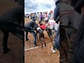 Dog race greyhound dog race status  dograce youtubeindiashortdoglover