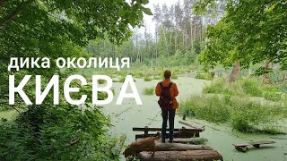 Болота, озера й хащі уздовж річки Любка: похід від станції Біличі в Ірпінь.