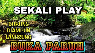 Rahasia Suara Alam Ini Jarang Diketahui, Burung Diam Pun Langsung Buka Paruh