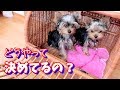 お残しする子はどうやって決めてるの？