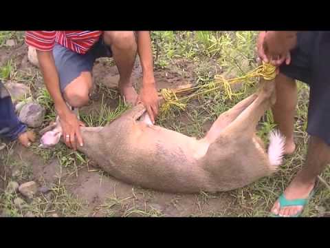 Vídeo: Buscando Gatos Salvajes En Borneo Y Asustando A Los Cazadores Furtivos - Matador Network