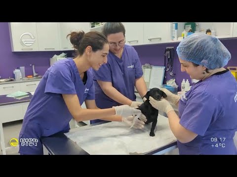 როგორ შეიცვალა მიტოვებული ჩიხუახუას ცხოვრება, რომელიც სოფო ბეროშვილმა ქუთაისიდან წამოიყვანა