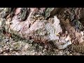 「近距紀錄樹幹上覓食的螞蟻群」分享許雅智適合兒童觀賞的視頻