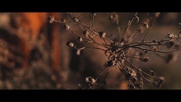 Canon M6 Mark II | Sigma 16mm F/1.4 | Zhiyun Weebill S | Cinematic Test