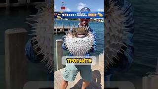 🤯ЭТА САМАЯ ОПАСНАЯ И ДОРОГАЯ РЫБКА В МИРЕ❗️