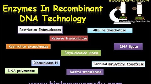 Enzymes used in rDNA Technology or Recombinant DNA Technology
