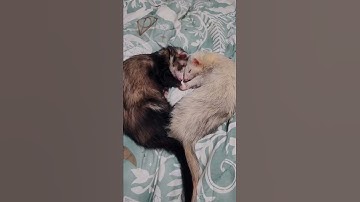 Ferret Heart