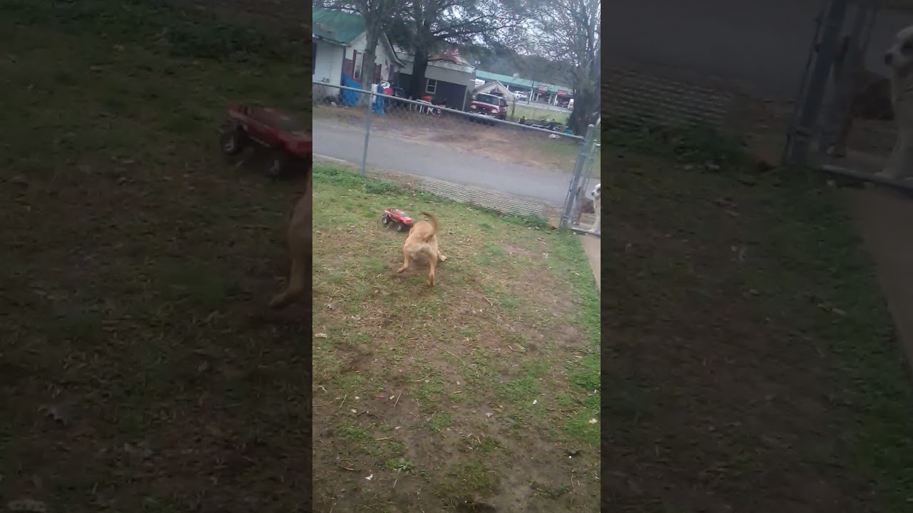 Dog barks at car YouTube
