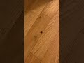 A Spider 🕷️ Crawling Across The Floor