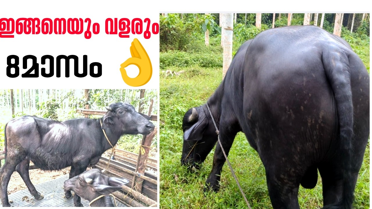 8മാസം ഇത് ഇങ്ങെനെയും വളരാം |8Month growth in buffalo |CATTLE MARKET