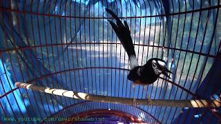 White-rumped Shama (9 Year old ) เฮียมู