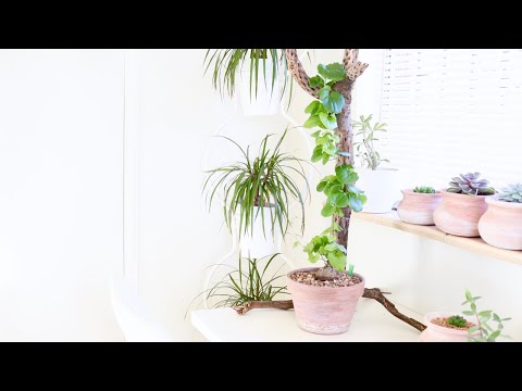 Video: Dioscorea Multicolored
