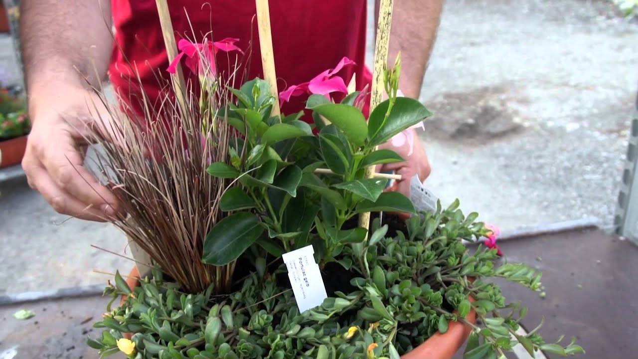 Pflegeleichte Kbelbepflanzung (Dipladenia, Portulak, Carex)