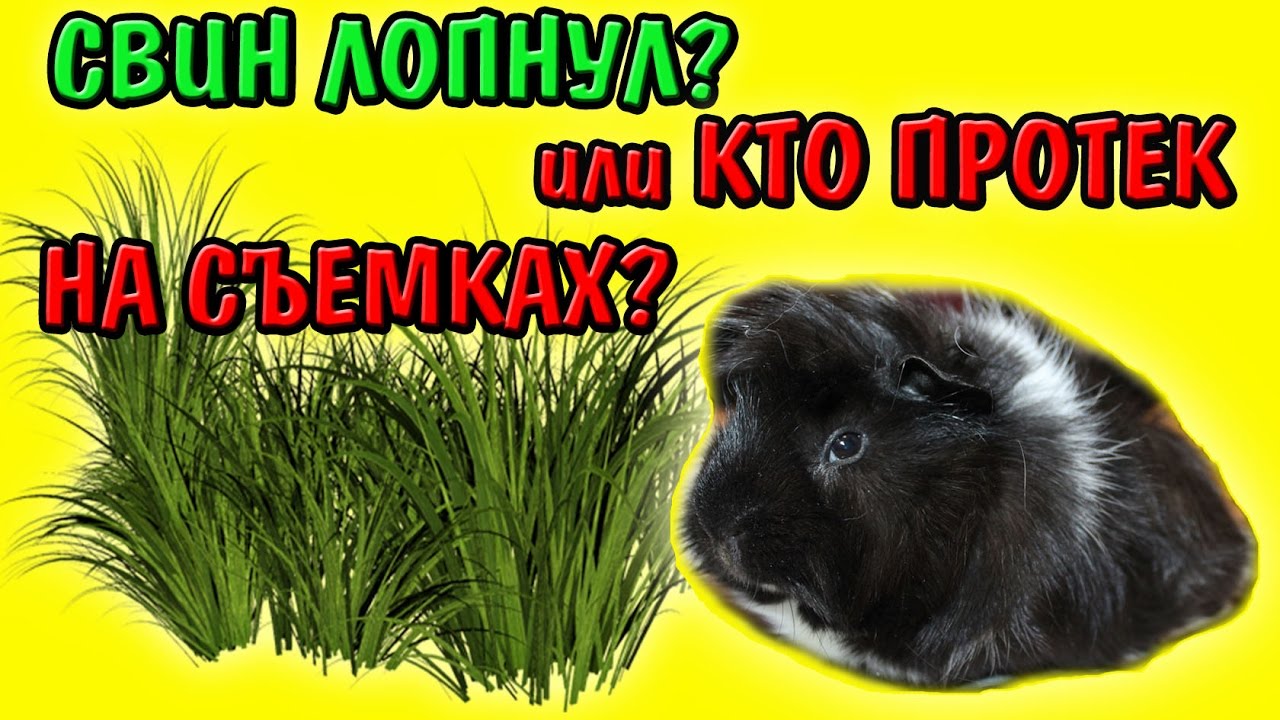 КАКУЮ ТРАВУ ЛЮБИТ МОРСКАЯ СВИНКА? // + ПРИВЕТЫ // МОРСКАЯ СВИНКА КУШАЕТ ...