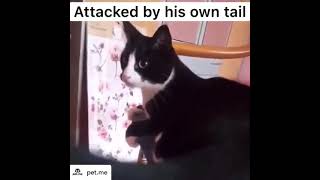 Cat afraid of own tail 😂🙀