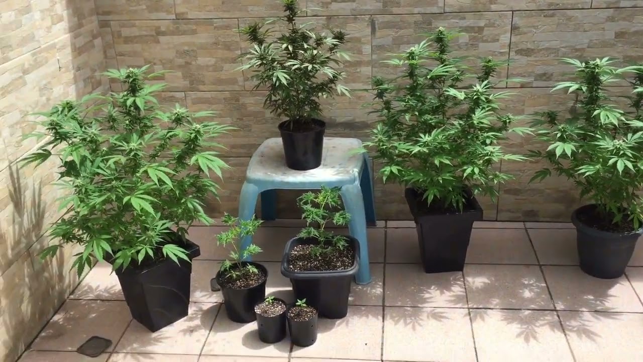 É possível plantar cannabis sem ter um Grow ??? (Cannabis medicinal)