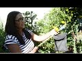 DIY || Mandarine Fruit Picker using Household Items