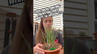 Green Onions, Bunching Onions, and Chives | What’s the Difference