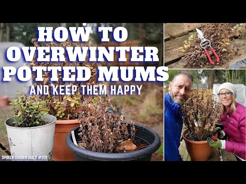 Video: We save chrysanthemums for the winter outdoors