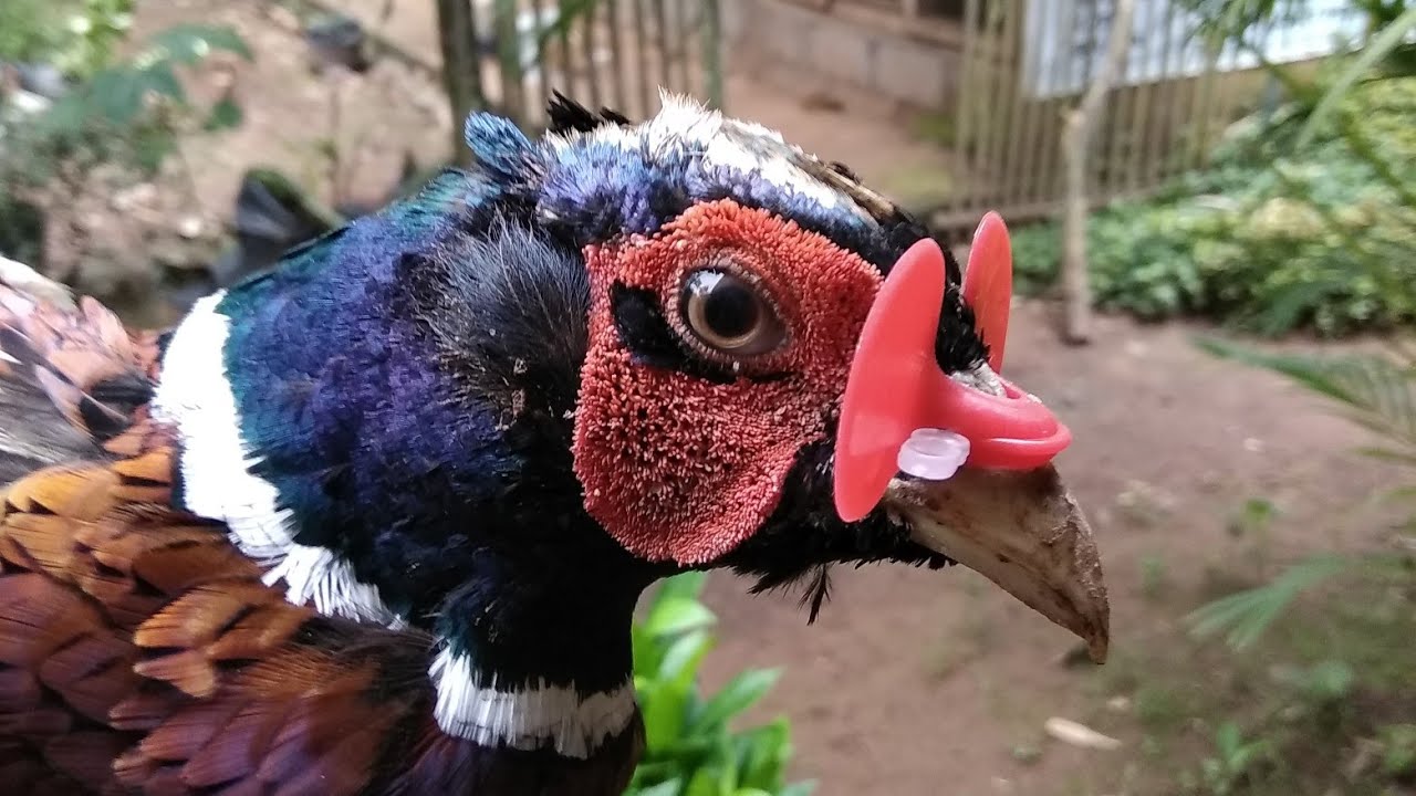 cara pasang kacamata ayam / chicken glasses