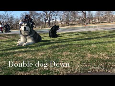 2-dogs,-aggression-case!--aggression-dog-training-in-northern-virginia-|-off-leash-k9