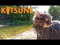 Siberian cat swimming on vacation の動画、YouTube動画。