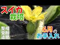 スイカ栽培③　整枝・受粉・追肥　6月のお手入れ　2024年