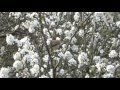 Lesser Whitethroat Lesser Whitethroat