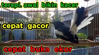 Terapi Awal Menaikan Emosi Dan Birahi Kacer Agar Cepat Gacor Dan Buka Ekor