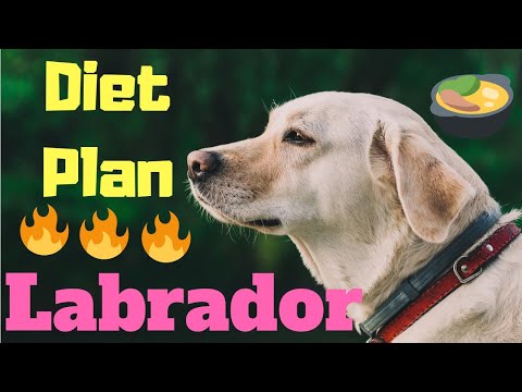 Labrador Diet Plan Amazing Facts In Hindi Animal Channel Hindi Youtube