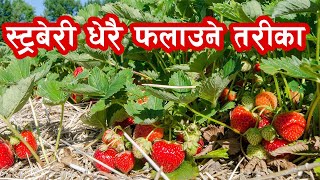 यसरी गरिन्छ स्ट्रबेरी खेती || Strawberry farming in Nepal ||