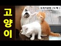 #냥이#고양이 #도자기공방 다락 #팔야리  4월20일 출생