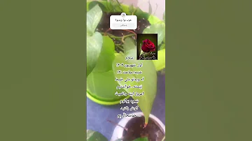 ب آدم بی ظرفیت ظرفیت نده جنگل گل یوتیوب اینستاگرام رشت سابسکرایب اکسپلور عشق ابدی آشپزی 