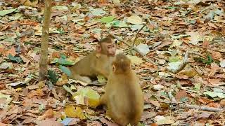 Rainbow Lucie and Leo play together sofunny  Leo is really happy #monkey #monkeys #babymonkey #libby