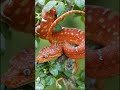 உலகின் அழகான பாம்புகள் #gkvideos #facts #shortsvideos #animals #shortsviral #wildlife #facts #viral