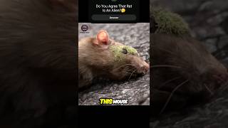 This Small Rat Destroys The Whole Planet🤯🐀 #viral #shorts #movie