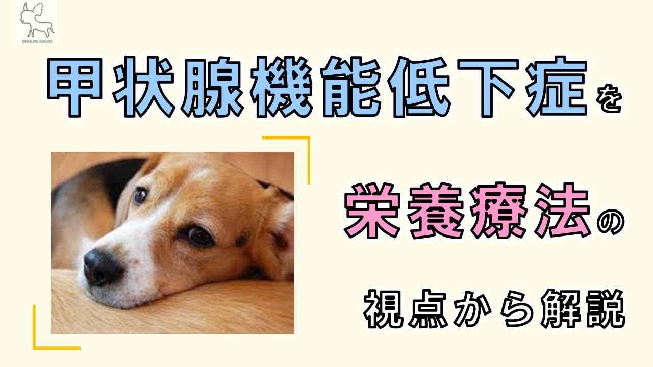 【甲状腺機能低下症　栄養療法　犬】甲状腺機能低下症のワンちゃんに不足しがちな栄養素とは？？【切り抜き】