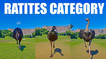 Ratites Category Speed Races in Planet Zoo included Emu, Cassowary, Ostrich