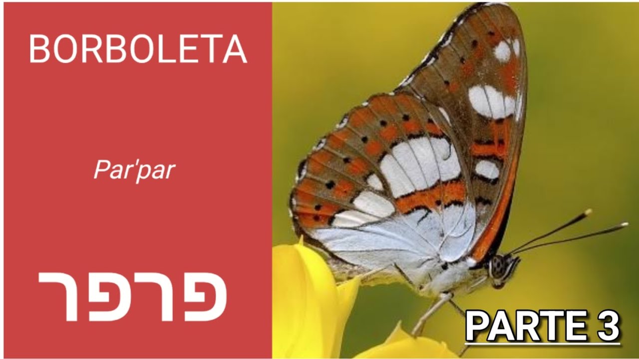 🕊ANIMAIS - PARTE 3| #borboleta #besouro #hebraico #hebraicomoderno #israel #brasil #jerusalem