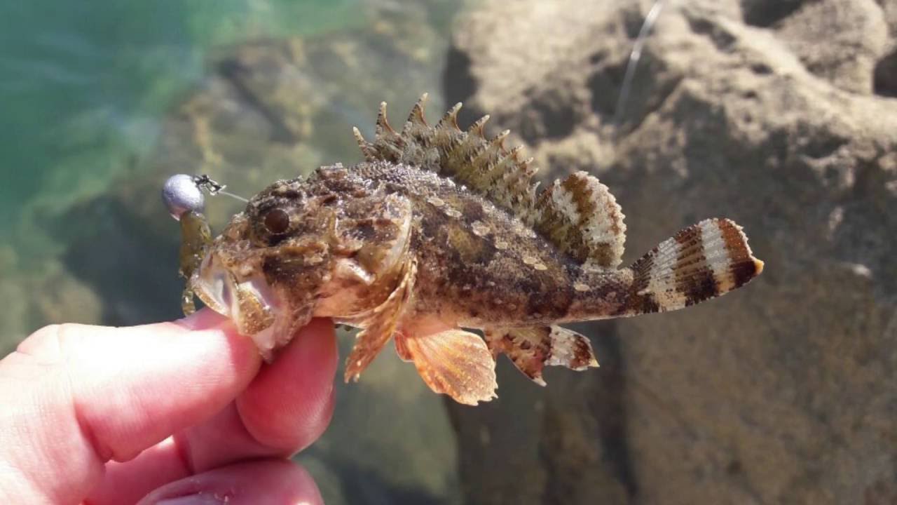 рыбка султанка черноморская. рыба барабуля в черном море. какая рыба в черном море сочи. рыба луфарь в черном море. рыбы обретающие в черном море.